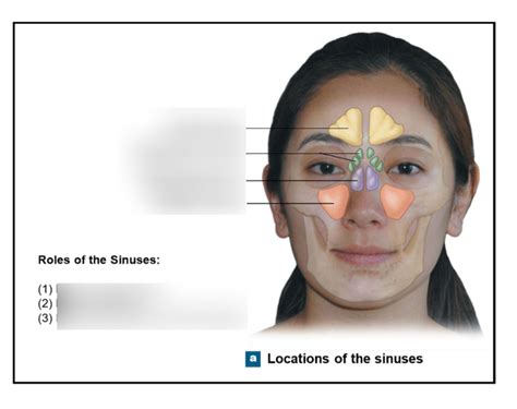 Diagram Of Sinuses Quizlet