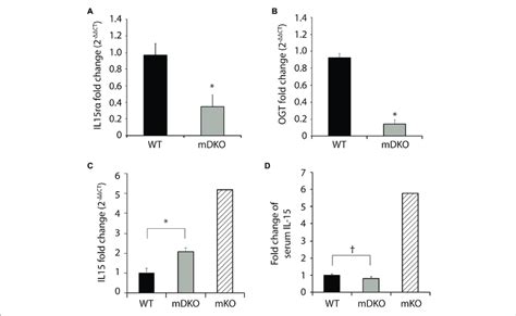 O GlcNAc transferase OGT and interleukin 15 IL 15 rα double