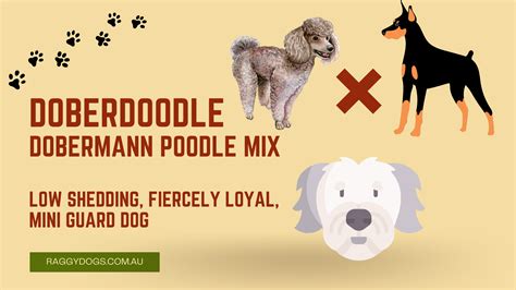 Are All Poodle Mixes Non Shedding