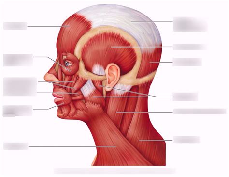 Gross Anatomy Face Muscles Diagram Quizlet