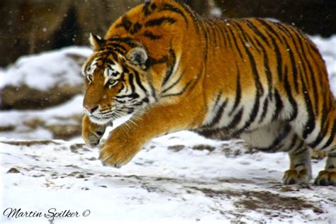 Tiger Pounce Martin Spilker Photography