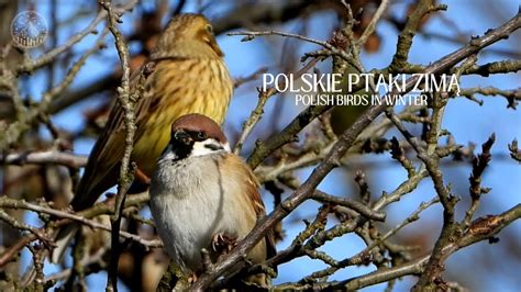 Polskie Ptaki Zim Czubatka Zi Ba Mazurek I Inne Polish Birds