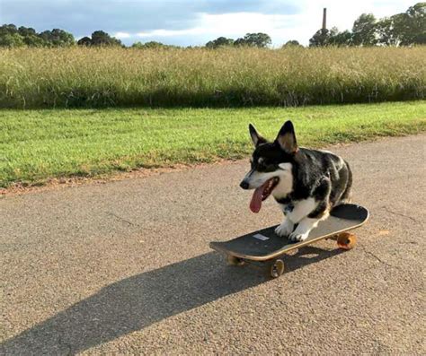 How To Skateboard With Your Dog Best Breeds