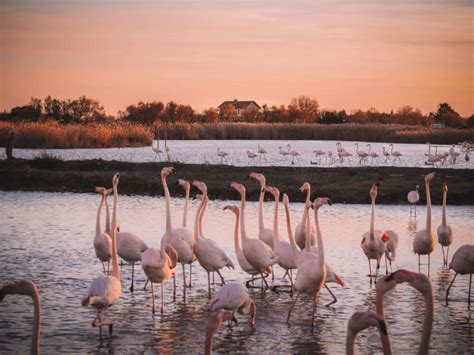 Voir Des Flamants Roses En Camargue De Pr S Le Pont De Gau Blog Voyage