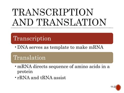 Chapter 11 Dna Biology Ppt