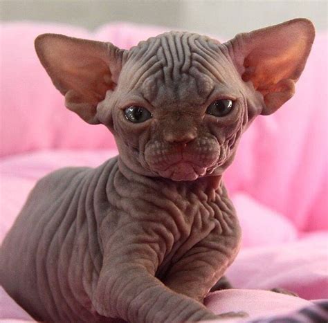 Gato Sphynx Sin Pelo Sphynx Cat Cat Breeds Cats Hot Sex Picture