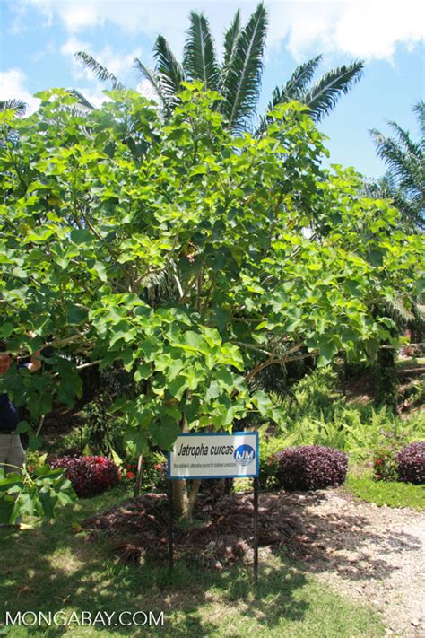 Jatropha Curcas Tree