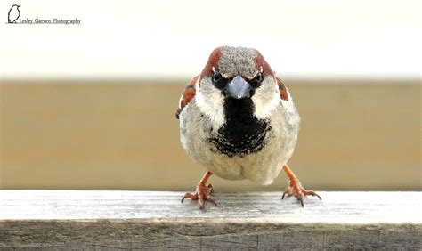 The Original Angry Bird Male House Sparrow Passer Dome Flickr