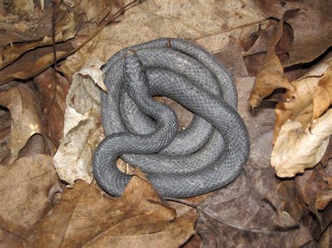 Coluber Constrictor Eastern Racer Snake Rock Cut Muski Flickr