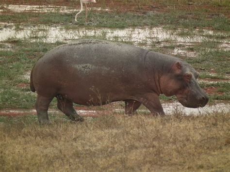 Hippopotamus - Wikipedia