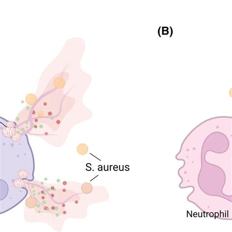 Mitochondrial Regulation Of Neutrophil Responses To Invading