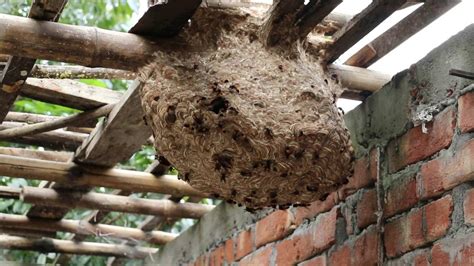 পৃথিবীর সবচেয়ে বড় ভিমরুলের বাসা । World S Biggest Paper Wasp Nest Youtube