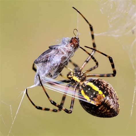 Spider Spinnerets Spider Garden Spider Mystery Photos