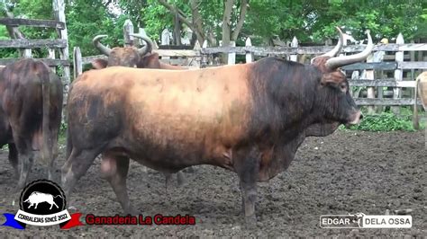 Aparte de los toros en la Ganaderia La Candela del Popo Támara YouTube