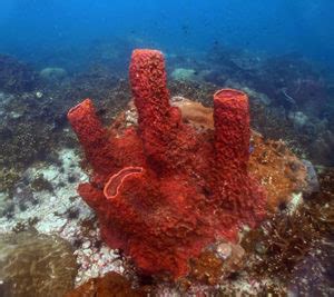 Giant Barrel Sponge Pattaya Coral Guide Snorkel Pattaya Star Snorkel