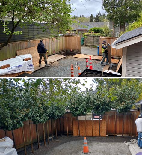 Scot Eckley Inc - Pleached hedge take two: here’s an... | Facebook