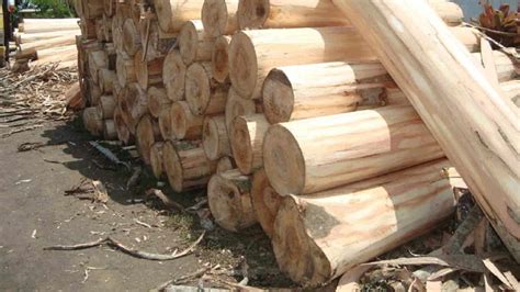 usaha kayu  menguntungkan jenis tips hingga risikonya