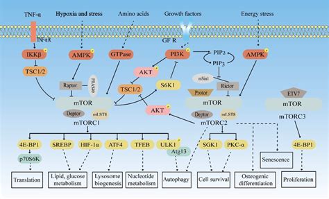 The Mtor‐mediated Signalling Pathway Growth Factors Hypoxia And