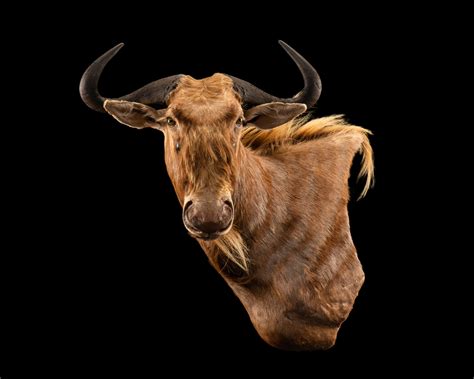 Golden Wildebeest Wall Pedestal Splitting Image Taxidermy