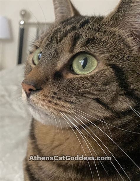 Athena Under The Bed Sunday Selfie Artofit