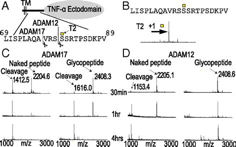 A Systematic Study Of Modulation Of ADAM Mediated Ectodomain Shedding