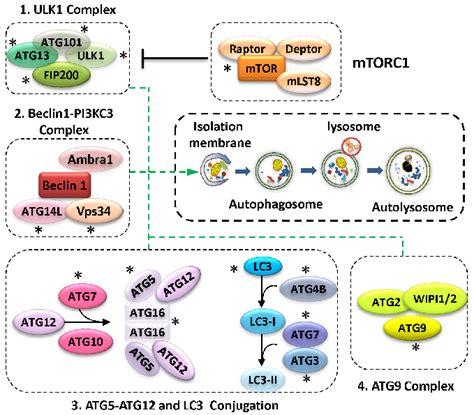 Schematic Diagram Of The Mammalian Autophagy Core Machinery And