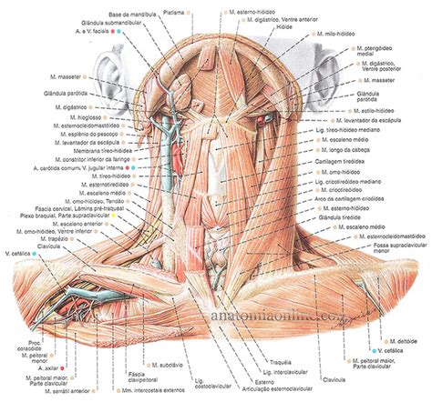 Músculos do Pescoço Anatomia Online