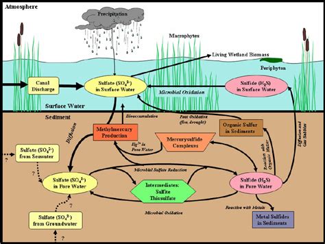 Simplified Sulfur Cycle For The Freshwater Everglades Seawater May