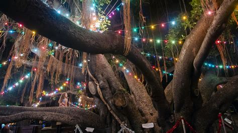 Maui fire: Historic Lahaina banyan tree appears to be scorched but ...