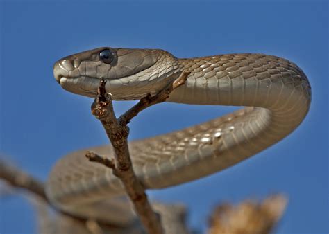 8 Enthralling Black Mamba Facts