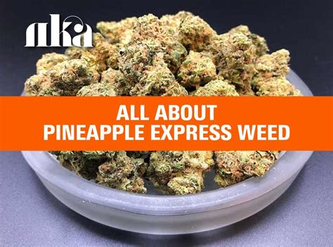 Pineapple Express Strain Weed Strain Information