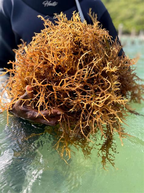 Raw Gold Sea Moss Dried Origin Stlucia 2lbs Etsy