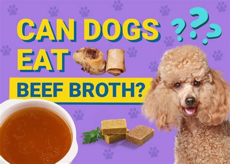 Can Dogs Eat Beef Broth Vet Reviewed Nutrition Facts And Faq Dogster