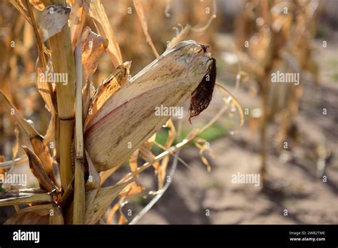 Corn Cob Growing On Plant Ready To Harvest Argentine Countryside