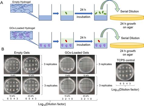 In Vitro Antimicrobial Assessment Of The Hydrogels A Schematic Of