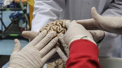 Europa Se Rinde Ante El Instituto De Neurociencias