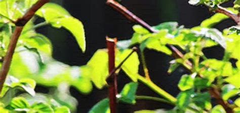 Куст малины весной стебель и листья