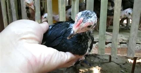 Berikut Ini 5 Ciri Ciri Anak Ayam Aduan Terbaik Yang Bagus Ketstar