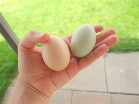 Rhode Island red laying green egg?? | BackYard Chickens - Learn How to Raise Chickens