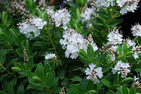 Hebe Wiri Mist Garden Shrubs For Sale Letsgoplanting Co Uk