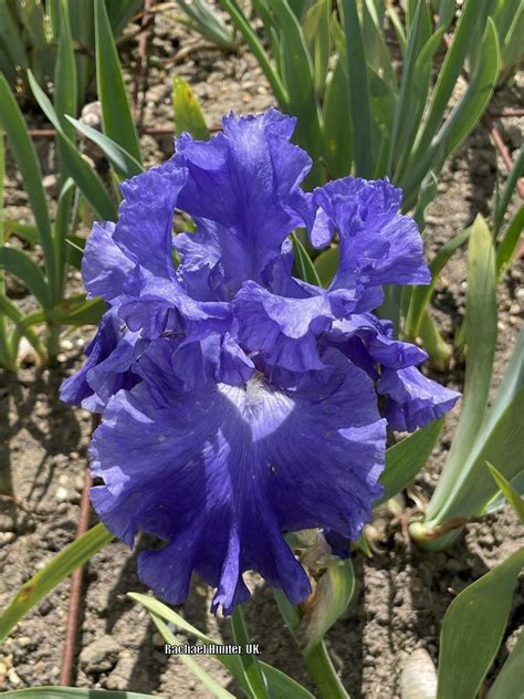 Photo Of The Bloom Of Tall Bearded Iris Iris Yaquina Blue Posted By