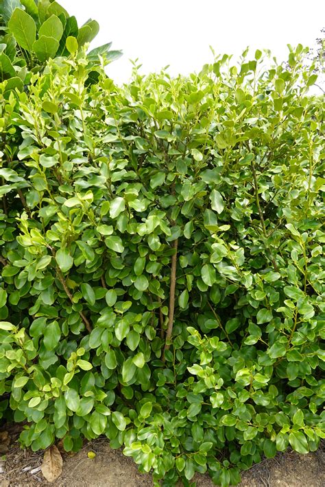 Kapuka Griselinia Littoralis Mangawhai Natives