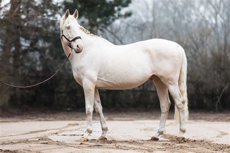 15 White Horse Breeds You Should Know - Seriously Equestrian