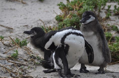 2 Babypenguin Royalty-Free Images, Stock Photos & Pictures | Shutterstock