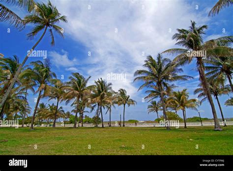 Palm trees at Miami south beach, Florida Stock Photo - Alamy