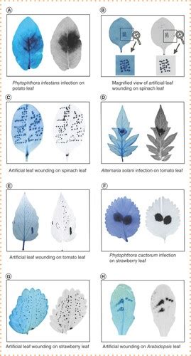 Full Article A Fast Nondestructive Method For The Detection Of