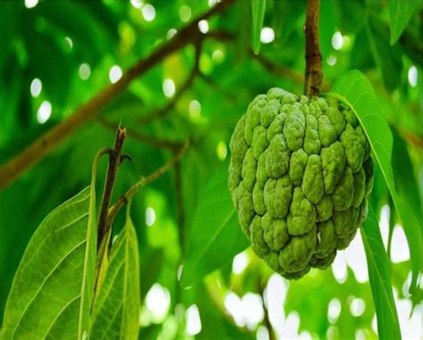 सीताफल के अनगिनत फ़ायदे Profound Benefits Of Custard Apple