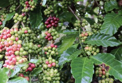 Teknik Pemeliharaan Tanaman Kopi Agar Tumbuh Subur Dan Berbuah Lebat