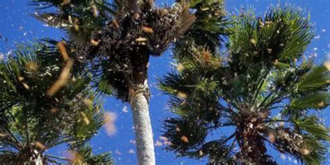 7 Palm Tree Diseases in Florida: Palm Disease Causes & Signs