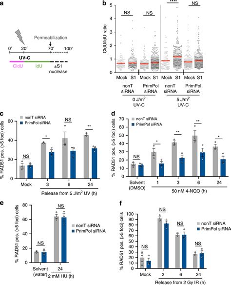 Primpol Promotes Rad Foci Formation Specifically In Response To Bulky